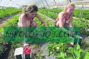 Сезонная подработка в Финляндии