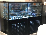   Торговий акваріум для устриць та лобстерів від компанії  Retailaqua